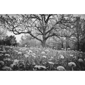  The Story Tree, Limited Edition Photograph, Home Decor 