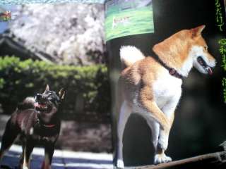 SHIBA AKITA INU DOGS PHOTO BOOK Vo2 HACHIKO  