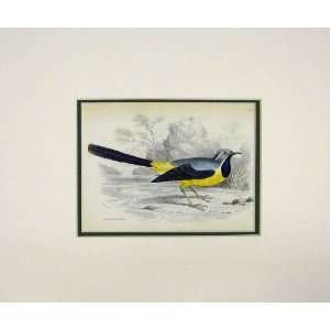   1880 Hand Coloured Print Bird Grey Wagtail Yellow Blue