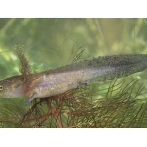  Spotted Salamander Larva, Ambystoma Maculatum, Ohio, Usa 