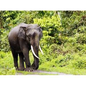 Asian Elephant, Male Walking on Track, Assam, India Photographic 