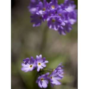 Macro Image of Purple Flowers in a Chinese Forest, Shennongjia, China 