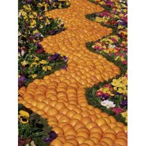 Carpet of Oranges and Flowers, Lemon Festival, Menton, Cote dAzur 