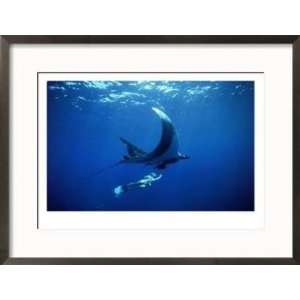  Diver Swims with Giant Manta Ray, Mexico Animals Framed 