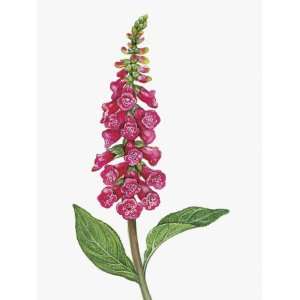  Close Up of Foxglove Flower with Leaves (Digitalis 