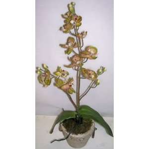  18 Potted Phaleonopsis Orchid