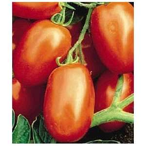  Viva Italia Tomato 4 Plants   Excellent Italian Sauce 