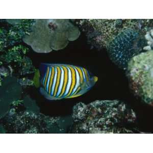  Tropical Regal Angelfish, Pygoplites Diacanthus Stretched 