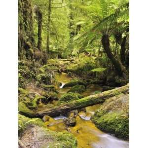  Creek, Mount Donna Buang, Yarra Ranges National Park, Victoria 