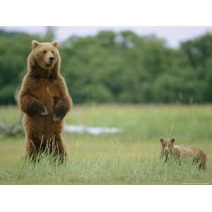  An Alaskan Brown Bear with Cubs Stands up on its Rear Legs 