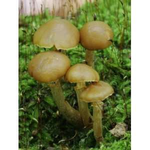  Poisonous Agaric Mushrooms (Cortinarius Gentilis) on a 