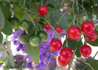 St. Vincents Lilac Vine,Solanum seaforthianum 24 Seeds  