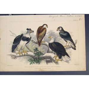  White Headed Eagle Harpy Chillian Brazilian Bird Print 