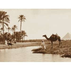  Egyptian Oasis with Giza Pyramids in Distance Stretched 