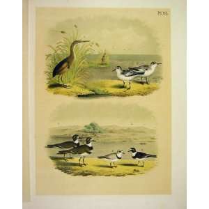   Ploves From Studer, Jasper Birds Of America 1878
