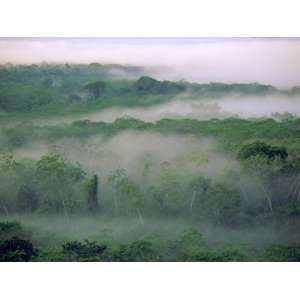  An Overview of the Tropical Rain Forest in the Tuichi 