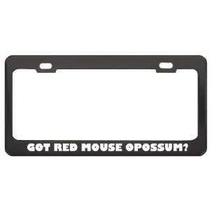 Got Red Mouse Opossum? Animals Pets Black Metal License Plate Frame 