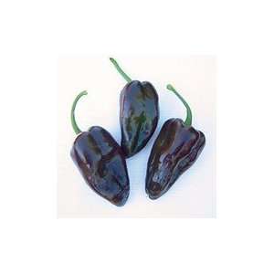  Pepper Hot Mulato Isleno Great Heirloom Vegetable 100 