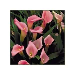  5 Calla Lily Rubylite Pink Ice bulbs Patio, Lawn & Garden