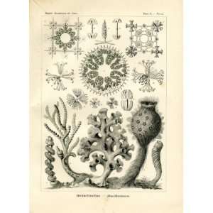  Ernst Haeckel 1904   Hexactinellae   Artforms of Nature 