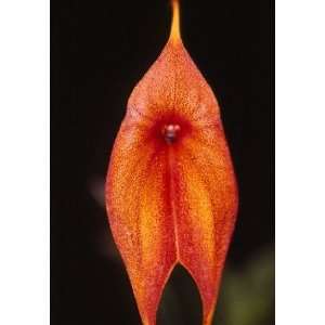 Masdevallia Urubamba Blooming Size Orchid  Grocery 