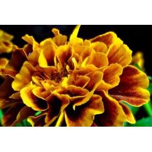  Marigold Close Up Flower Photograph 