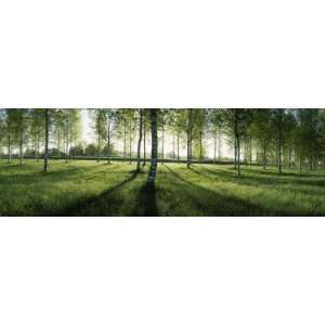  Trees in a Forest, Imatra, South Karelia, Southern Finland, Finland 