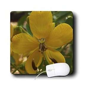  Jackie Popp Nature N Wildlife flowers   Yellow Orchid 