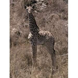  Young Giraffe Calf with its Dry Umbilical Cord from Birth 