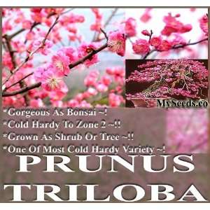  5 Japanese Flowering Apricot Plum Prunus Triloba Tree 