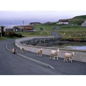   Main Economic Activities in Shetland, Shetland Islands, Scotland, UK