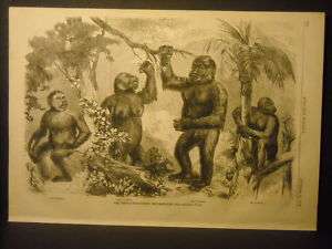 Gorilla  Man Monkeys  Engraving and report 1859  