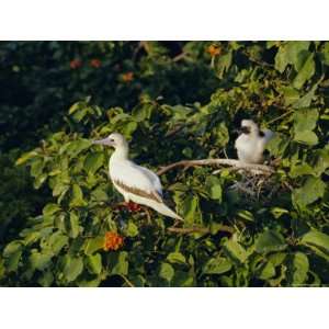  Booby Bird Reserve, Half Moon Caye, Belize, Central America 
