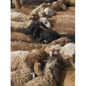 China, Xinjiang Province, Kashgar, Selling Sheep at Sunday Market 