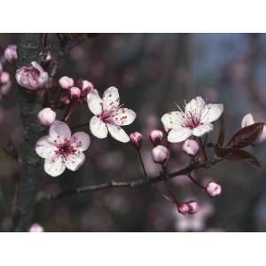  Close Up of Cheery Plum Blossom Flowers (Prunus Cerasifera 