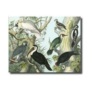  Avian Collection I Giclee Print