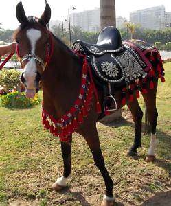 Arabian Egyptian leather nickel plated saddle set  