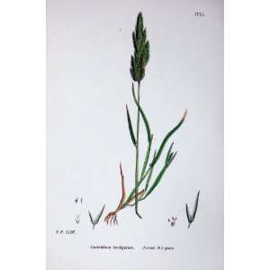  Botany Plants C1902 Awned Nit Grass Gastridium Colour 