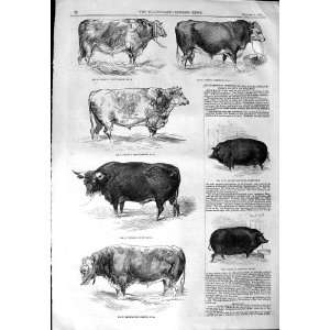  1844 BULL CATTLE SOUTHAMPTON SHOW BOAR PIG BULL SOW