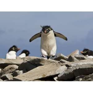  Macaroni Penguin, Eudyptes Chrysolophus, Hopping from Rock 