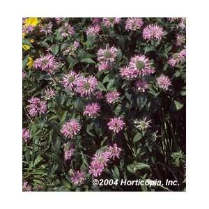  Bee Balm   Marshall Delight   #1 Container Patio, Lawn 