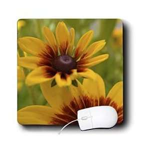   Expressions  Black Eyed Susan Flowers  Photography   Mouse Pads