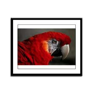 Framed Panel Print Scarlet Macaw   Bird 