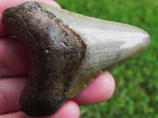 2a Megalodon Shark Miocene Fossil Tooth WIDE MEAN BEAST  