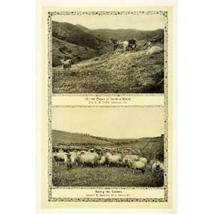  1910 Print Farm Animals Sheep Herd Goat Catalina Island 