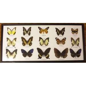    World Buyers   15 Butterflies in a Black Frame