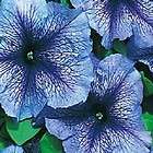50 Petunia Daddy Blue Pelleted Petunia Seeds