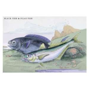  Blackfish and Pilas Fish 24x36 Giclee
