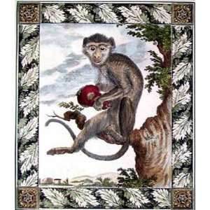 Rhesus Macaque Monkey Poster Print 