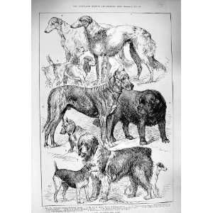   1890 Brighton Dog Show Wolfhound Beagles Balaclava War